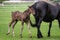 Black kladrubian horse, mare with foal