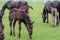 Black kladrubian horse, mare with foal