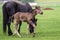 Black kladrubian horse, mare with foal