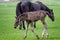 Black kladrubian horse, mare with foal