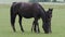 Black kladrubian horse, mare with foal