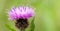 Black knapweed