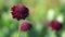 Black Knight Pincushion Flower