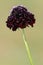 Black knight pincushion flower (scabiosa atropurpurea