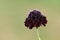 Black knight pincushion flower (scabiosa atropurpurea