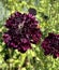 Black Knight Pincushion Flower, Scabiosa atropurpurea \'Black Knight\'