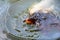 Black Koi fish (nishikigoi) swimming in pond with eating feed