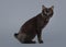 Black Kuril bobtail cat on a gray background