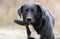 Black Lab Border Collie mix dog wagging tail