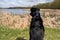 Black lab labrador retriever looks out onto Goose Lake in Elm Creek Park Reserve in Maple Grove Minnesota