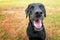 Black lab mix dog panting