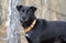 Black Lab mixed breed dog with orange collar