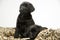 Black lab puppies on white seamless