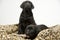 Black lab puppies on white seamless