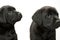 Black lab puppies on white seamless