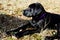 Black lab puppy looking to the side