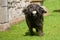 Black labradoodle dog running towards camera with a ball in its mouth