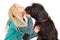 Black labradoodle licking the face of a young blonde girl. Isolated on a white studio background