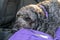 Black labradoodle lying down in the back of a car