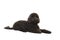 Black labradoodle lying on a white background