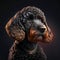 Black Labradoodle portrait on a black background. Front view. Generative AI