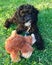 Black Labradoodle Puppy