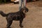 A black labradoodle standing on sand