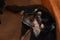 Black Labrador and Bernese Mountain Dog mix