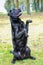 Black labrador breed is sitting on its hind legs and looking to