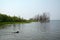 Black Labrador chasing bone in a river