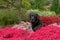 Black Labrador in Colourful Flowerbed