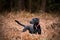 Black Labrador in Countryside