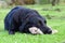 Black Labrador with a cuddly toy