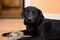 Black Labrador with a cuddly toy