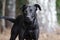 Black Labrador Doberman mixed breed dog