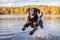 A black Labrador dog bathes in the river. The concept of summer holidays with pets