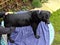 A black labrador dog being groomed