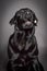 Black Labrador dog catch food on grey background,