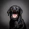 Black Labrador dog catch food with opened mouth