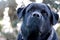 Black labrador dog face close-up, looking strangely