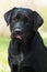 Black Labrador dog licks lips