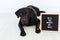 Black labrador dog lying on the floor with a weeding ring on his nose and vintage letter board with message: will you marry my dad