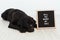 Black labrador dog lying on the floor with a weeding ring on his nose and vintage letter board with message: will you marry my dad