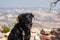 Black labrador dog poses at canyon view at Dinosaur National Monument. Poor air quality and pollution in the area