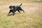 Black labrador dog running on grass with a tennis ball in his mouth. There is copyspace. His ears are flying as he moves.