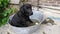 A Black Labrador Dog Sitting in Metal Bath Tub Bucket with Tennis Ball Ready and Challenging to Play