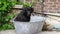A Black Labrador Dog Sitting in Metal Bath Tub Bucket with Tennis Ball Ready and Challenging to Play