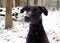 Black Labrador dog in snow