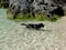 Black Labrador Dog swimming