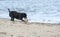 Black Labrador fetching stick on beach